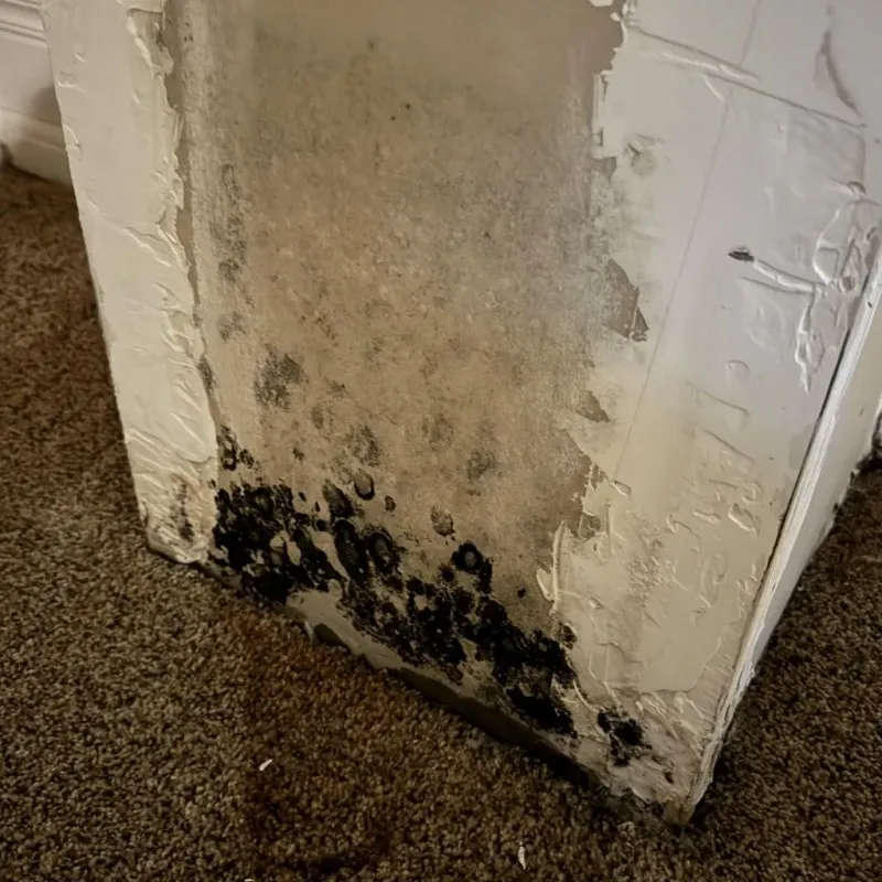 Professional Mold Removal in Creswell, OR